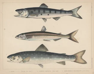 1. Lachs, 2. Osmerus Japonicus, 3. Salmo (Fario) Leucomaenis, 1855